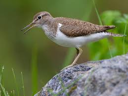 Attēlu rezultāti vaicājumam “Actitis hypoleucos”