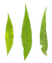 Attēlu rezultāti vaicājumam “Persicaria hydropiper leaf”
