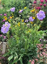 Image result for scabiosa caucasica