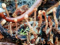 Attēlu rezultāti vaicājumam “Heyderia abietis”