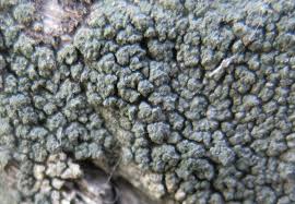 Attēlu rezultāti vaicājumam “Lepraria incana”