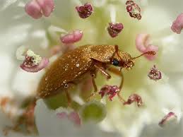 Attēlu rezultāti vaicājumam “Byturus tomentosus”