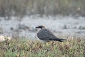 Image result for Glareola pratincola