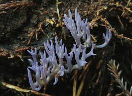 Attēlu rezultāti vaicājumam “Ramariopsis pulchella”