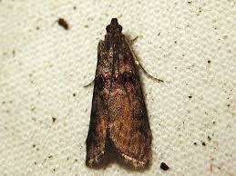 Attēlu rezultāti vaicājumam “Phycita roborella”