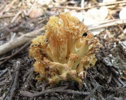 Attēlu rezultāti vaicājumam “Trichia botrytis var. cerifera macro”