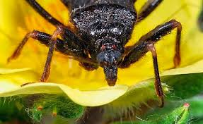 Attēlu rezultāti vaicājumam “Reduvius personatus”