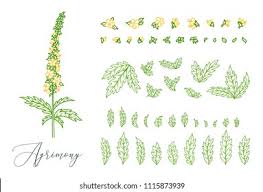 Attēlu rezultāti vaicājumam “Agrimonia eupatoria leaf”