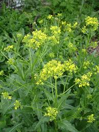 Attēlu rezultāti vaicājumam “Bunias orientalis flower”