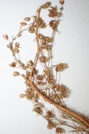 Attēlu rezultāti vaicājumam “Spergularia marina leaf”