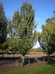Attēlu rezultāti vaicājumam “Ulmus x hollandica”