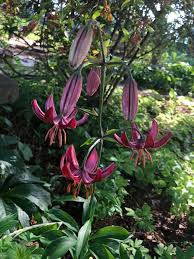 Attēlu rezultāti vaicājumam “Lilium martagon bud”