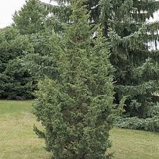 Attēlu rezultāti vaicājumam “Juniperus chinensis”