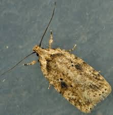 Attēlu rezultāti vaicājumam “Agonopterix aranella”