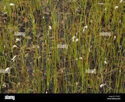 Attēlu rezultāti vaicājumam “Eriophorum gracile”