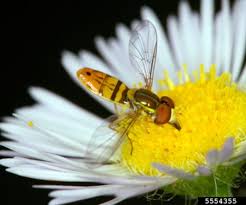 Attēlu rezultāti vaicājumam “Syrphus sp. imago”