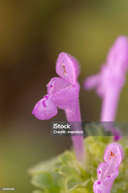 Attēlu rezultāti vaicājumam “Lamium amplexicaule flower”