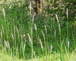 Attēlu rezultāti vaicājumam “Alopecurus pratensis fruit”
