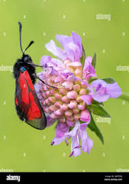 Attēlu rezultāti vaicājumam “Zygaena minos”