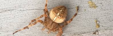 Attēlu rezultāti vaicājumam “Araneus quadratus male”