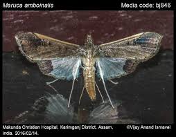 Attēlu rezultāti vaicājumam “Philonotis marchica macro”