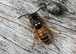 Attēlu rezultāti vaicājumam “Vespula rufa”