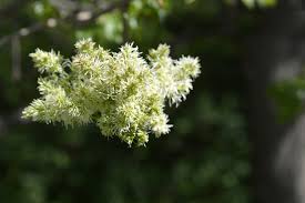 Attēlu rezultāti vaicājumam “Fraxinus pennsylvanica male flower”