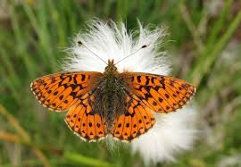Attēlu rezultāti vaicājumam “Boloria aquilonaris underside”