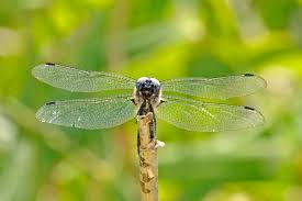 Attēlu rezultāti vaicājumam “Libellula fulva”