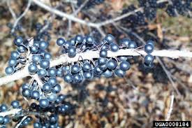 Attēlu rezultāti vaicājumam “Rhamnus cathartica fruit”