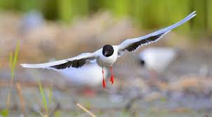 Attēlu rezultāti vaicājumam “Larus ridibundus”