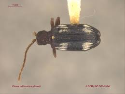 Attēlu rezultāti vaicājumam “Ptinus sp.”