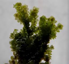 Attēlu rezultāti vaicājumam “Cladopodiella francisci”