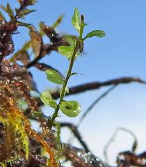 Attēlu rezultāti vaicājumam “Plagiomnium elatum”