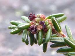 Attēlu rezultāti vaicājumam “Empetrum nigrum flower”