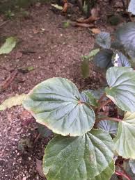 Image result for Begonia cucullata var. Hookeri