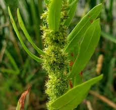 Attēlu rezultāti vaicājumam “Rumex maritimus fruit”