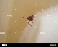 Attēlu rezultāti vaicājumam “Polymerus palustris”