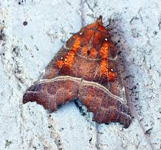 Attēlu rezultāti vaicājumam “Scoliopteryx libatrix”