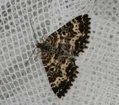 Attēlu rezultāti vaicājumam “Epirrhoe tristata imago”