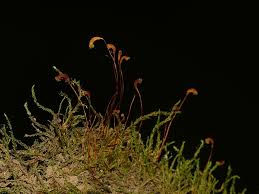 Attēlu rezultāti vaicājumam “Hygroamblystegium varium”