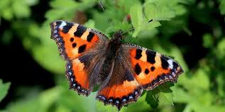 Image result for Small Tortoiseshell