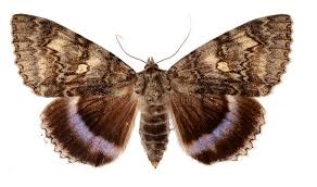 Attēlu rezultāti vaicājumam “Catocala fraxini”