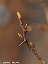 Attēlu rezultāti vaicājumam “Ribes uva-crispa leaf”