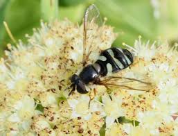 Attēlu rezultāti vaicājumam “Didea alneti”