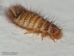 Attēlu rezultāti vaicājumam “Anthrenus sp. larva”