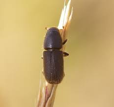 Attēlu rezultāti vaicājumam “Hylastes sp.”