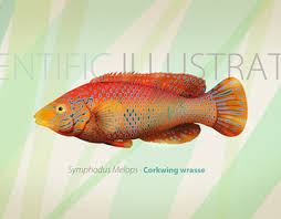 Image result for Symphodus melops