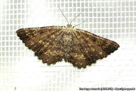 Attēlu rezultāti vaicājumam “Ematurga atomaria”