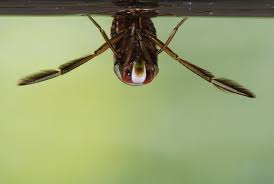 Attēlu rezultāti vaicājumam “Notonecta glauca”